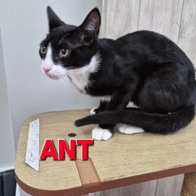 A baby medium-sized male Domestic Short Hair cat named Ant for adoption in Rome, GA