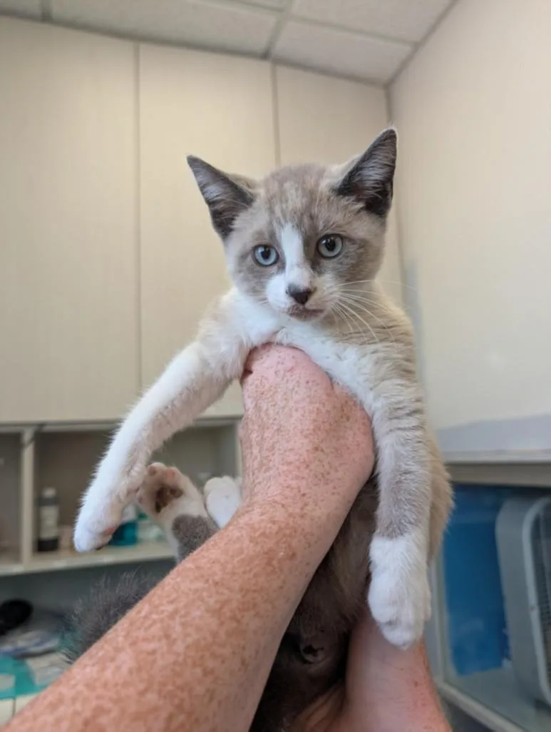 An adult small-sized male Domestic Short Hair cat named Wormie for adoption in Olivehurst, CA