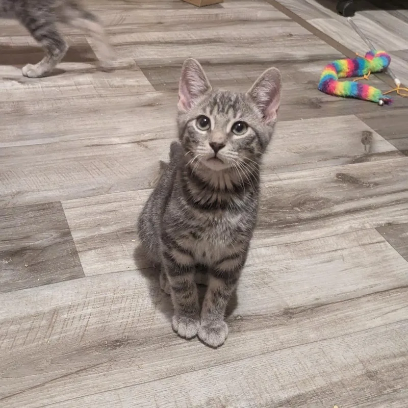 A baby medium-sized male Gray / Blue / Silver Domestic Short Hair cat named Helix for adoption in Binghamton, NY