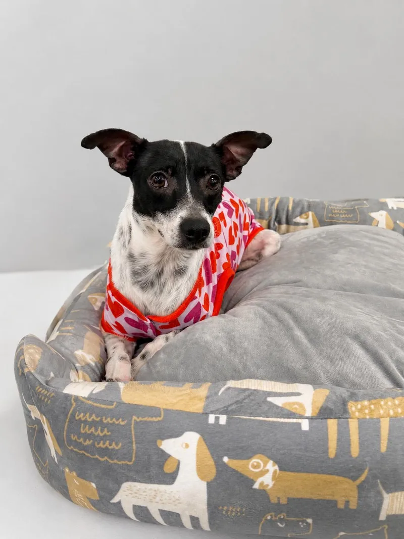 An adult small-sized female White / Cream Rat Terrier dog named Patti for adoption in Baton Rouge, LA