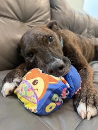 An adult large-sized male Shepherd dog named Ray for adoption in Fishers, IN