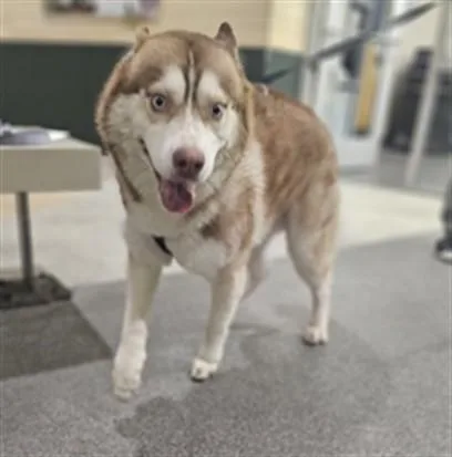 An adult large-sized male Mixed Breed dog named Blu for adoption in Los Angeles, CA