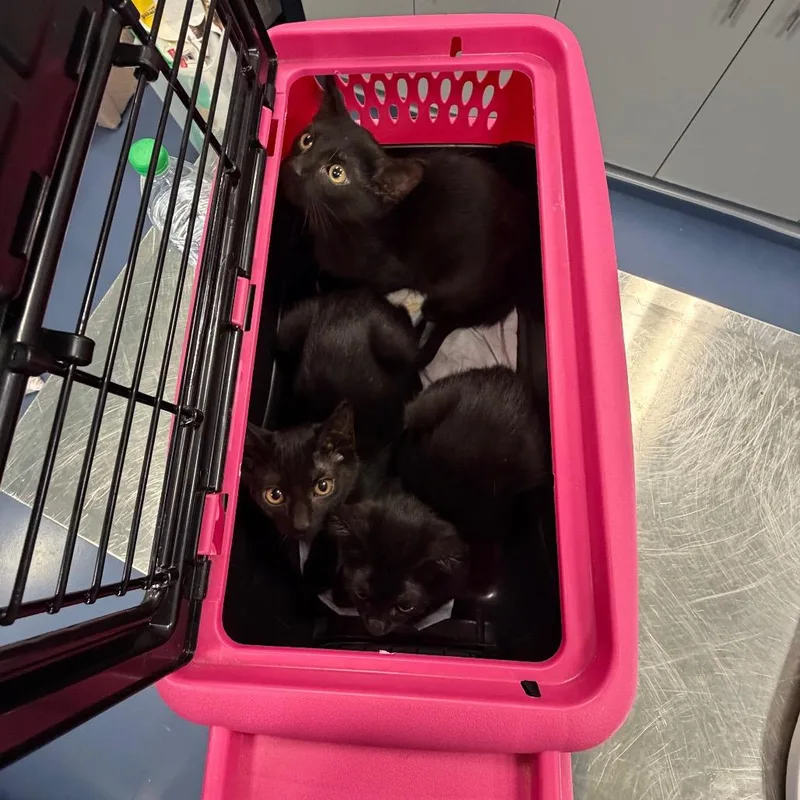 A baby small-sized female Black Domestic Short Hair cat named Artemis for adoption in Greensboro, NC