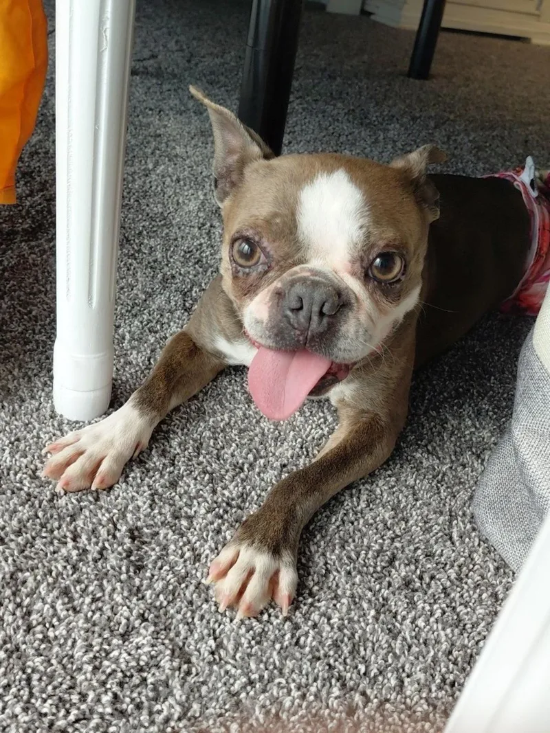 An adult small-sized female White / Cream Boston Terrier dog named Stella in NE for adoption in Elkhorn, NE