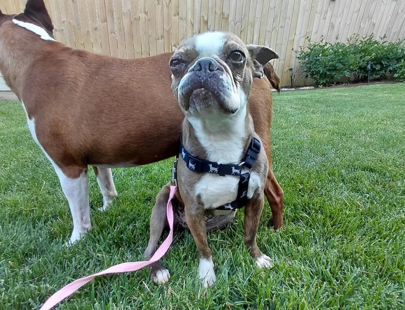 Stella in NE thumbnail 3