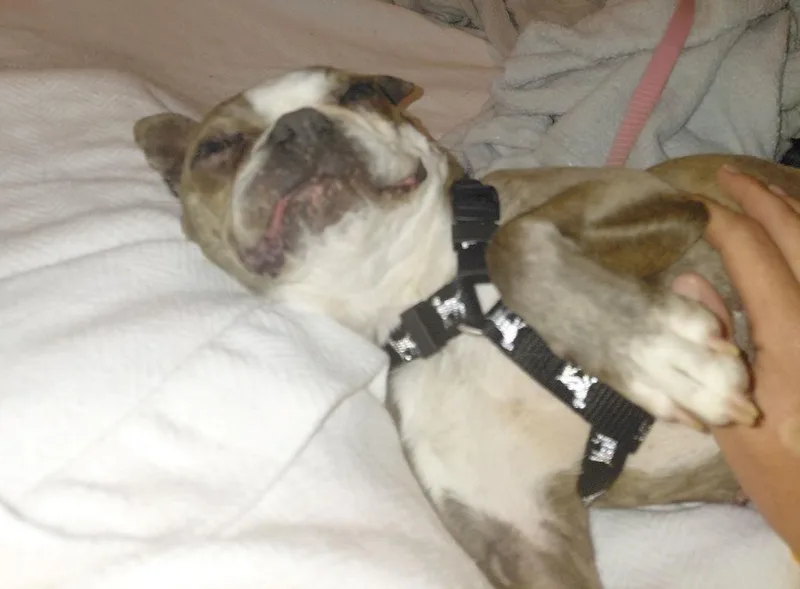 Stella in NE thumbnail 4