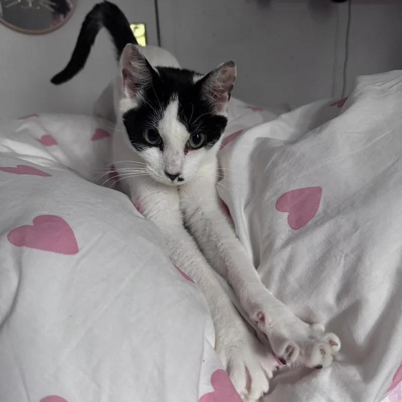 An adult medium-sized female Black & White / Tuxedo Domestic Short Hair cat named Brochure for adoption in Brooklyn, NY