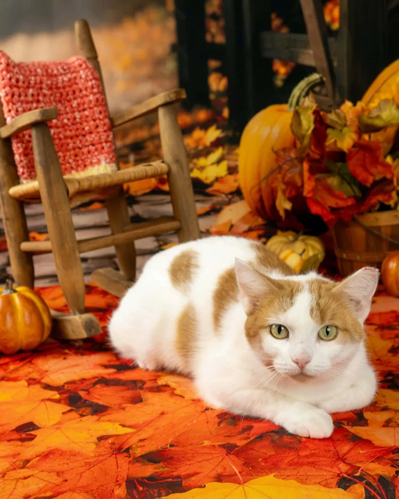 An adult medium-sized female Orange & White Domestic Short Hair cat named Larry for adoption in Lapeer, MI