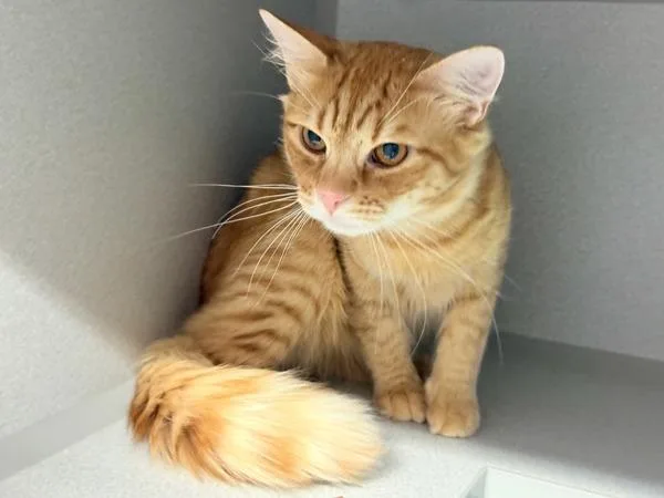 An adult medium-sized male Domestic Long Hair cat named Billy Jr for adoption in New York, NY