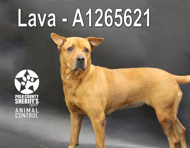 An adult medium-sized female Labrador Retriever dog named Lava for adoption in Winter Haven, FL