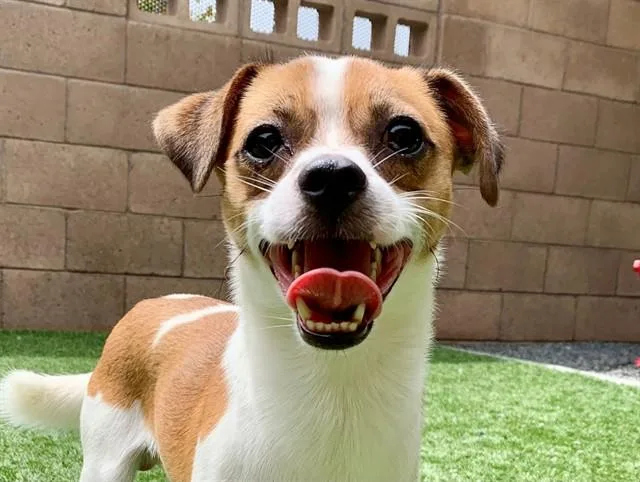 Roscoe