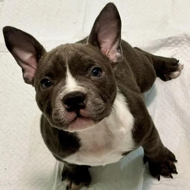 A young medium-sized female Mixed Breed dog named Wednesday for adoption in Berlin, NJ