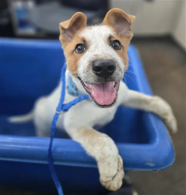 A baby medium-sized male Mixed Breed dog named Zuko for adoption in Dallas, TX