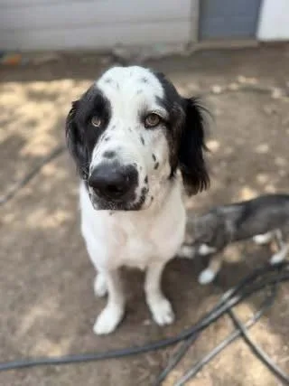 An adult large-sized male Tricolor (Brown, Black, & White) Saint Bernard dog named Roe for adoption in Colorado Springs, CO