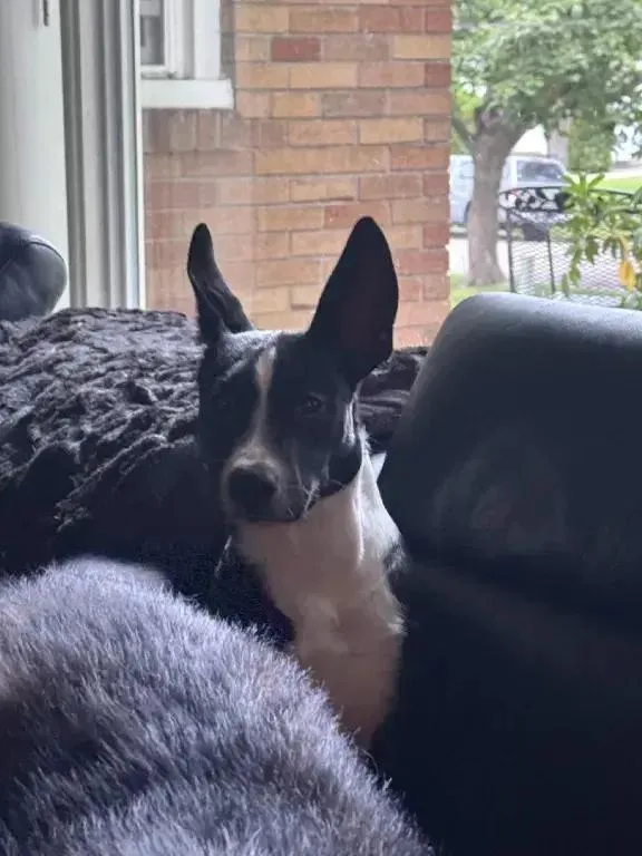 Zues