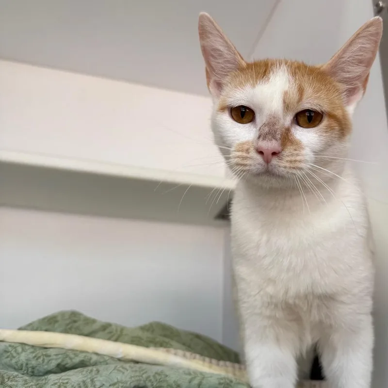 An adult medium-sized female Orange / Red Domestic Short Hair cat named Carnation for adoption in Kanab, UT