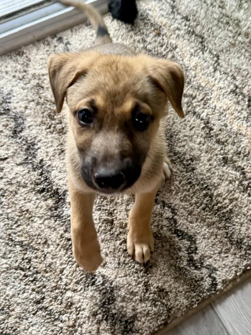 A baby large-sized male Tricolor (Brown, Black, & White) German Shepherd Dog dog named Biscuit for adoption in Park Forest, IL