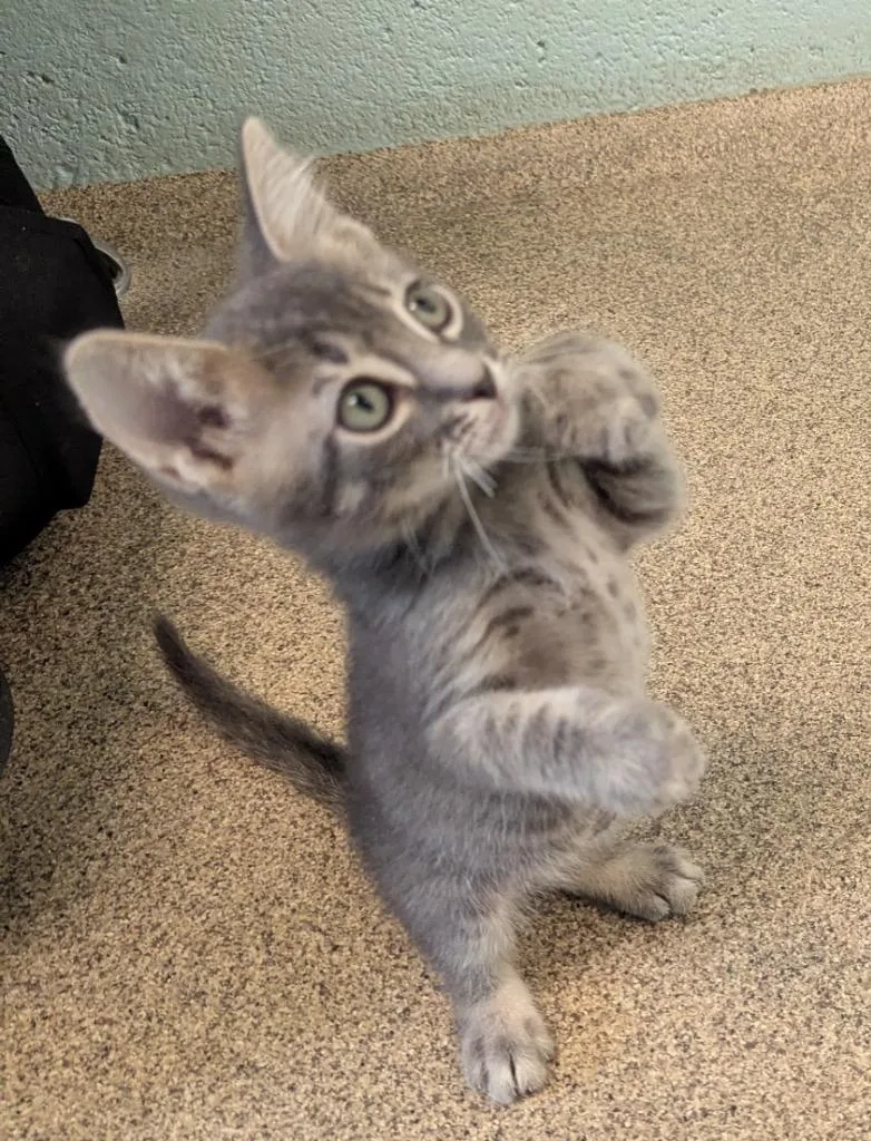 A baby small-sized male Domestic Short Hair cat named Lorne for adoption in Cape Coral, FL
