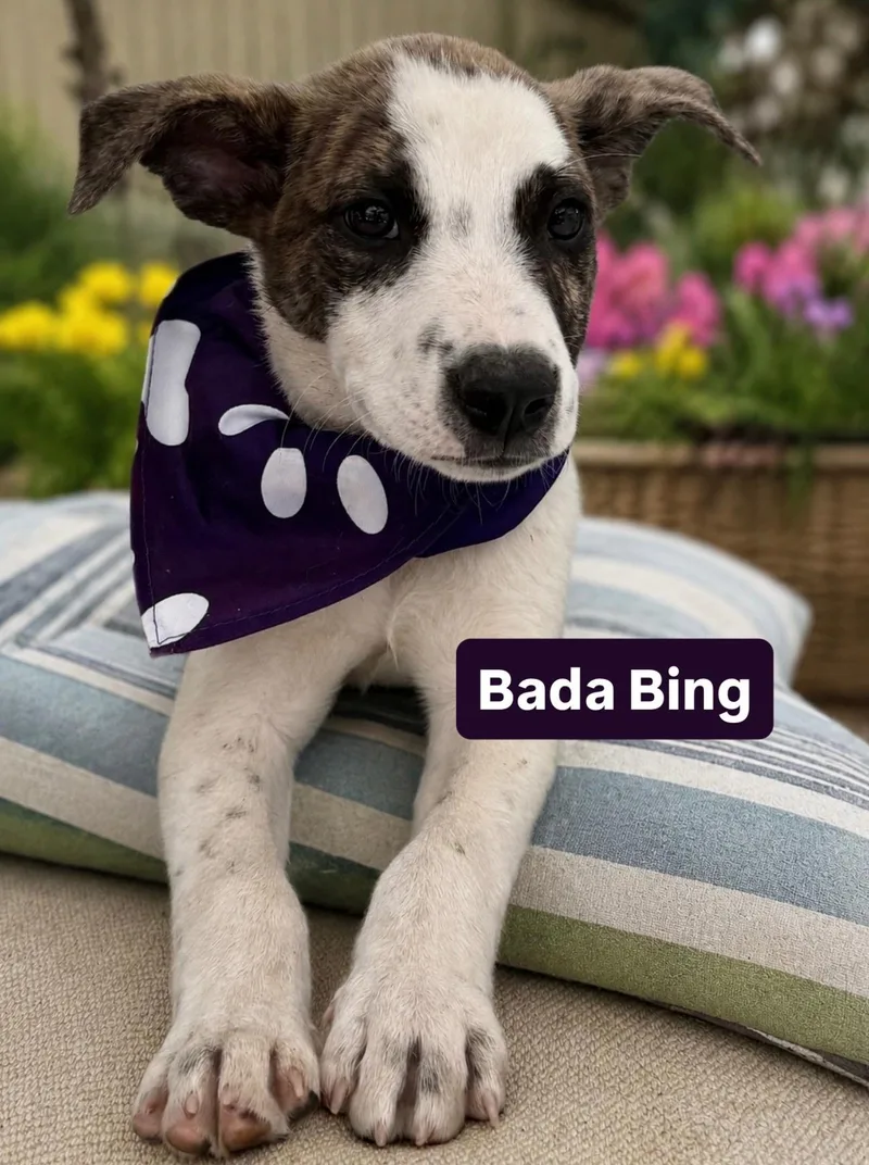 A baby medium-sized male Australian Shepherd dog named Bada Bing for adoption in Newport Beach, CA