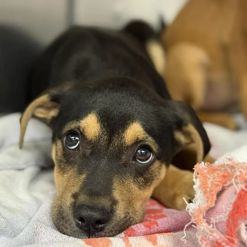 A baby large-sized male Black Hound dog named Zeppelin for adoption in Martinsville, VA