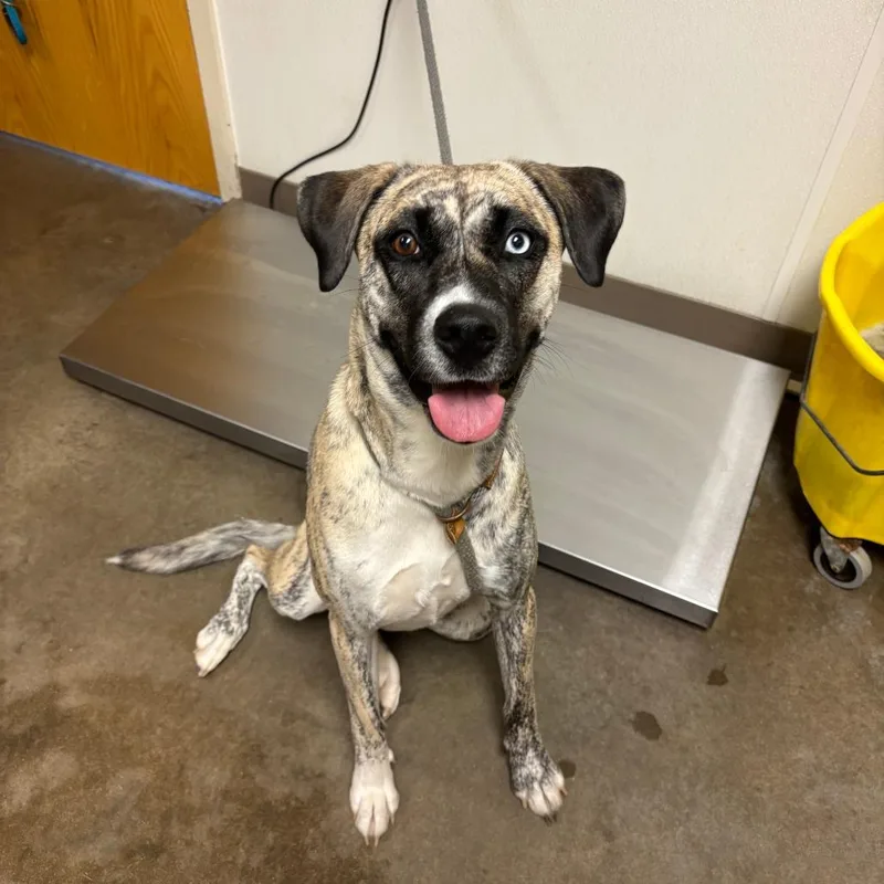 An adult medium-sized female Brindle Greyhound dog named Rocky for adoption in Ottawa, KS