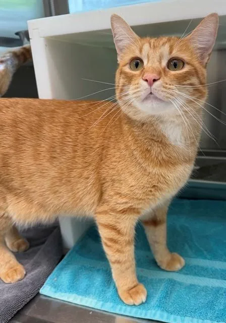A young large-sized female Domestic Short Hair cat named Poppy for adoption in Brighton, CO