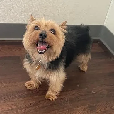 A senior small-sized male Brown / Chocolate Yorkshire Terrier dog named Teddy for adoption in Prescott, AZ