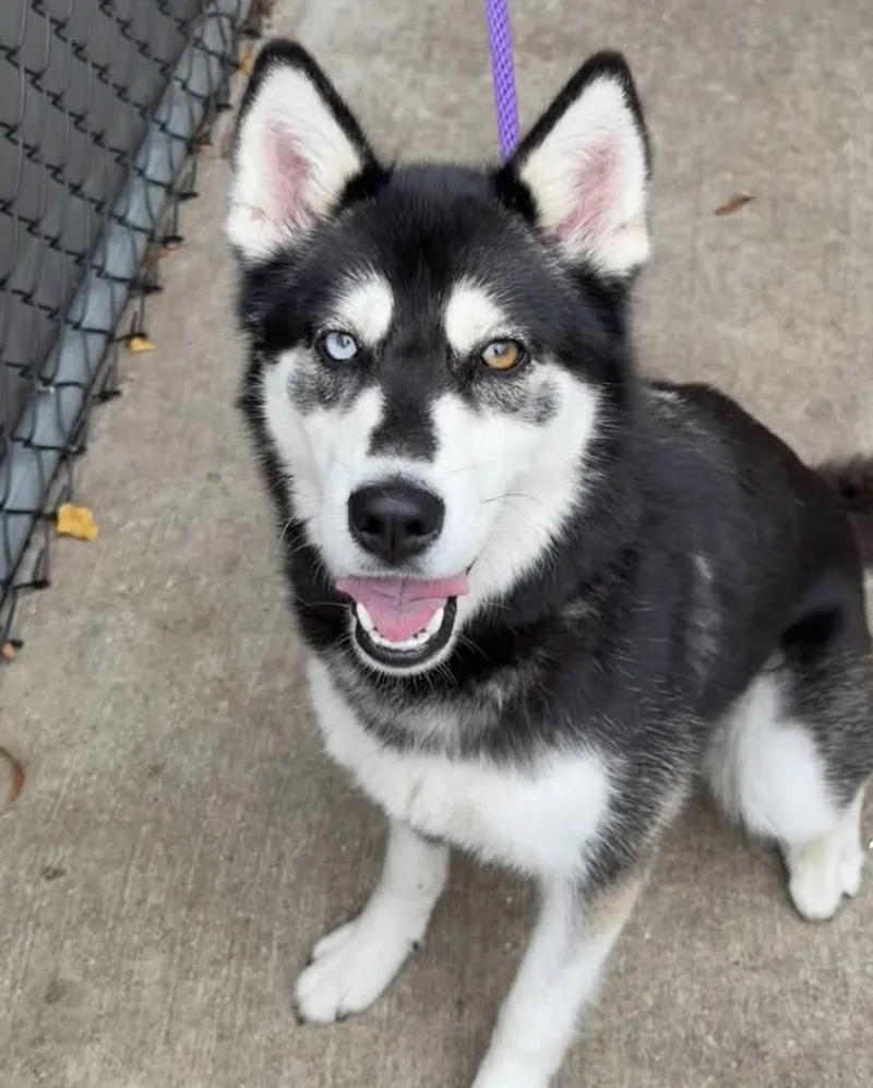 An adult medium-sized female Black Siberian Husky dog named Salem for adoption in Chicago, IL