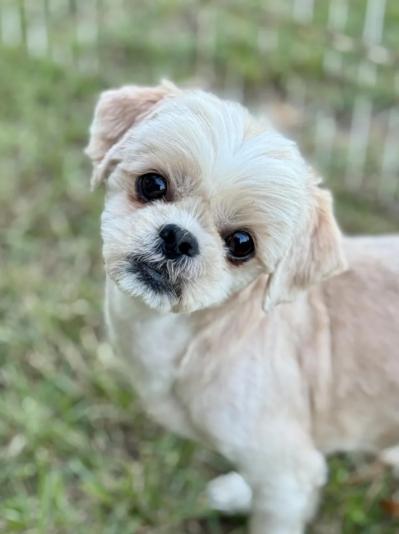 An adult small-sized female Shih Tzu dog named Butter for adoption in Lucedale, MS