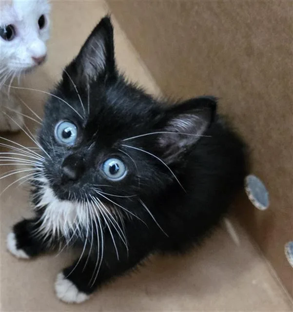 A baby medium-sized female Domestic Medium Hair cat named Isla for adoption in Dallas, TX