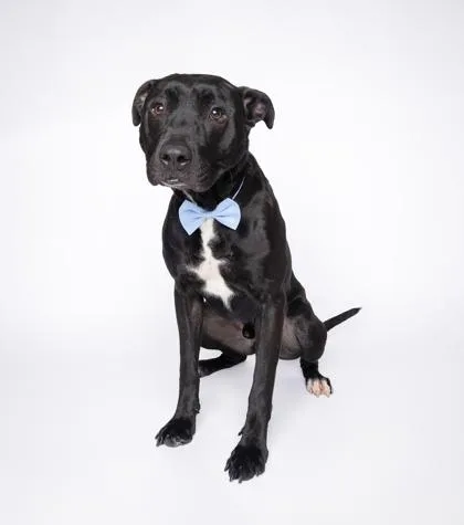 An adult large-sized male Terrier dog named Thawne for adoption in North Miami Beach, FL