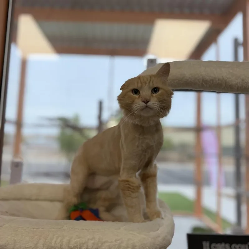 An adult large-sized male Domestic Long Hair cat named Karter for adoption in Bullhead City, AZ