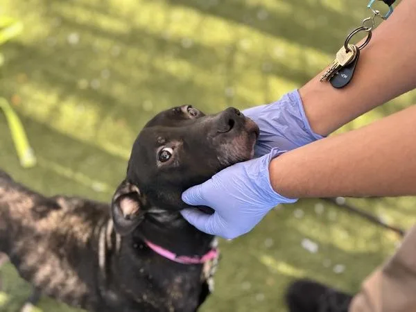 A young medium-sized male Mixed Breed dog named Hot Chocolate for adoption in Ridgewood, NY