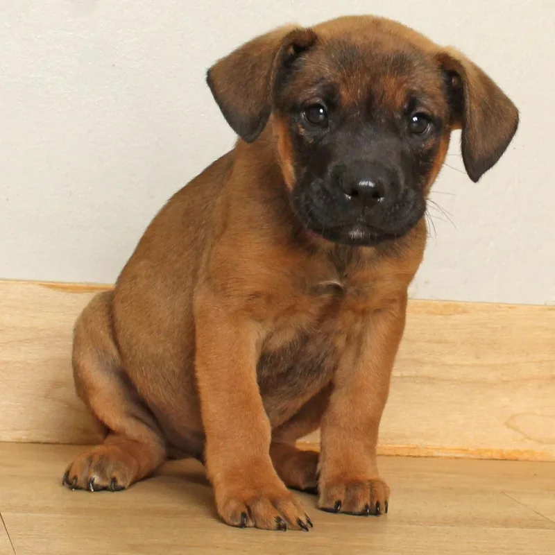 A baby medium-sized male Brown / Chocolate American Bulldog dog named Finn D for adoption in Minnetonka, MN