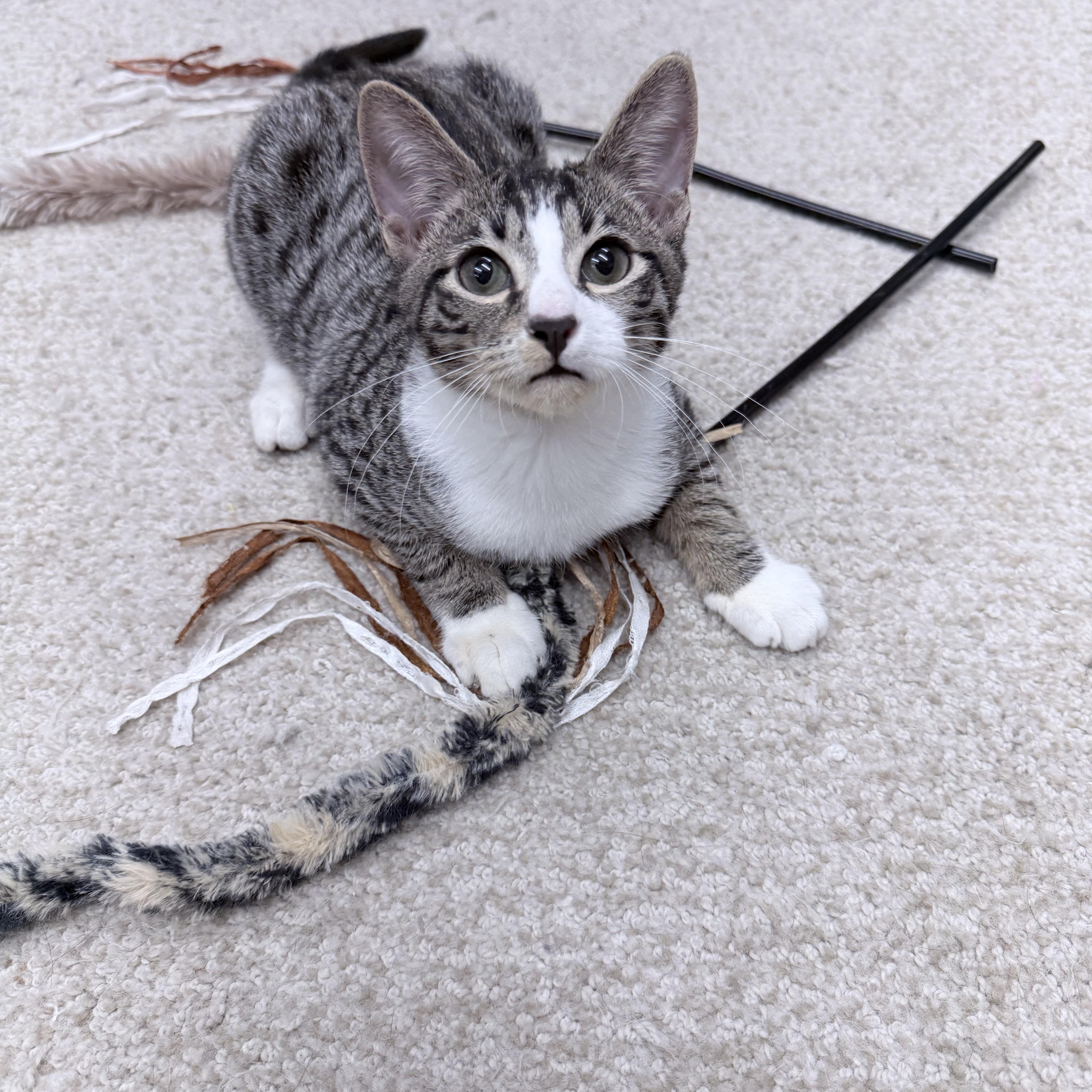 A baby medium-sized male Black & White / Tuxedo American Shorthair cat named Dirk Digler & Magic for adoption in Philadelphia, PA