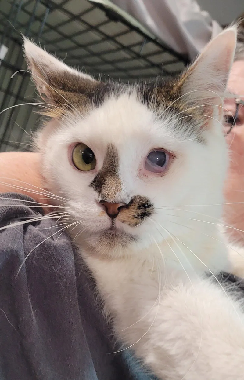 A young medium-sized male Domestic Short Hair cat named Marcus for adoption in Broomall, PA