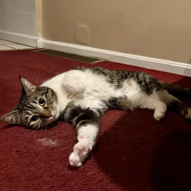An adult medium-sized female Brown / Chocolate Domestic Short Hair cat named Aquila for adoption in Gibsonia, PA