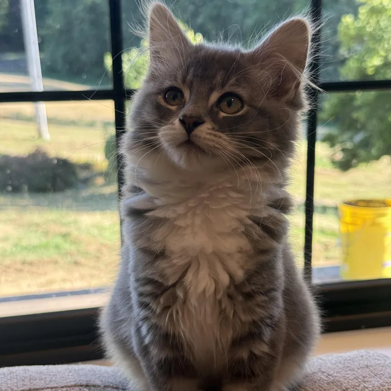 Meredith