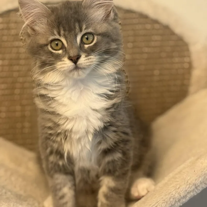 Meredith thumbnail 2