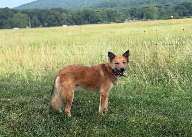 An adult medium-sized male Shepherd dog named Lomy for adoption in Huntingtown, MD