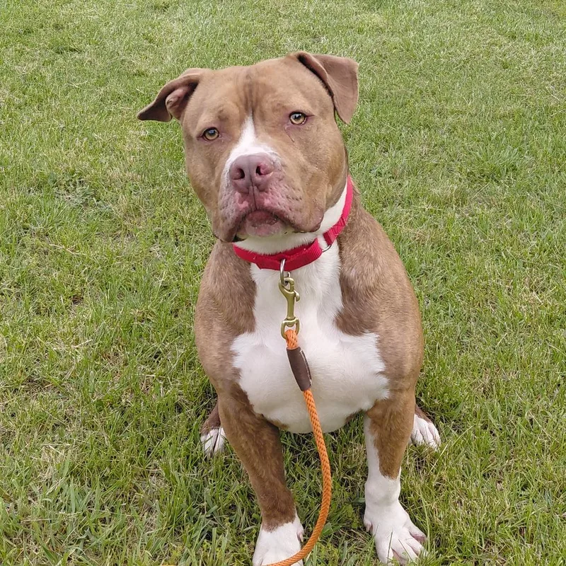 An adult large-sized male Brown / Chocolate Pit Bull Terrier dog named Scotty for adoption in Springfield, IL