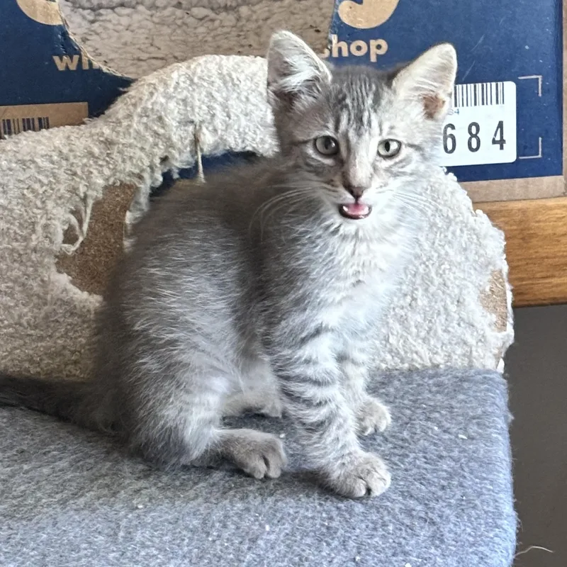 A baby small-sized male Tabby (Gray / Blue / Silver) Domestic Short Hair cat named Maine for adoption in Bentonville, AR
