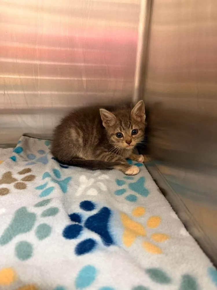 A baby small-sized female Gray / Blue / Silver Domestic Short Hair cat named Sasha for adoption in Virginia Beach, VA