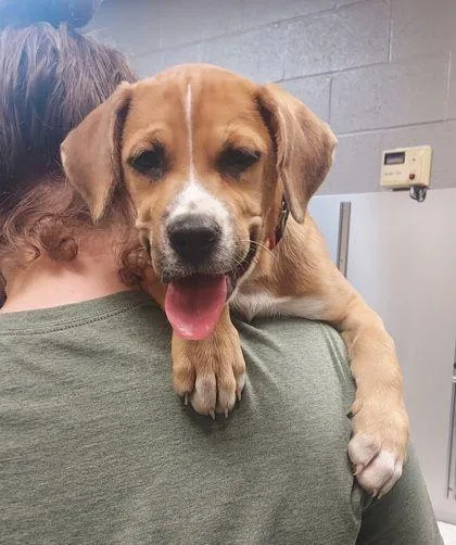 A baby small-sized female Brown / Chocolate Boxer dog named Brownie for adoption in Williamsport, PA