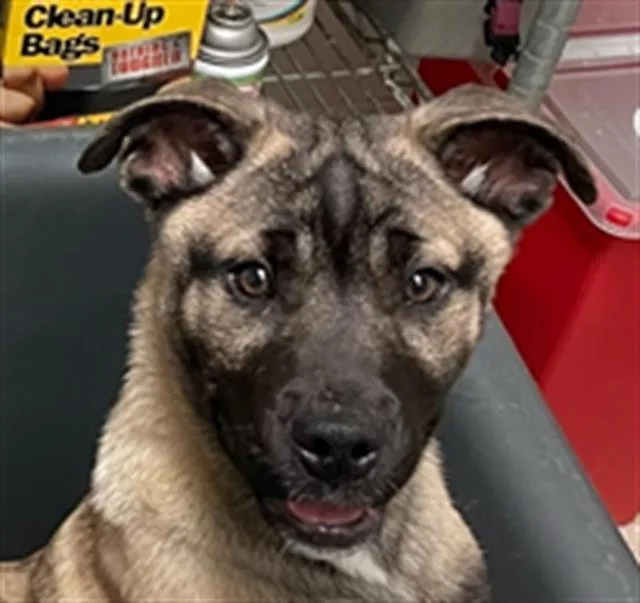 Wheat Longtime Resident!