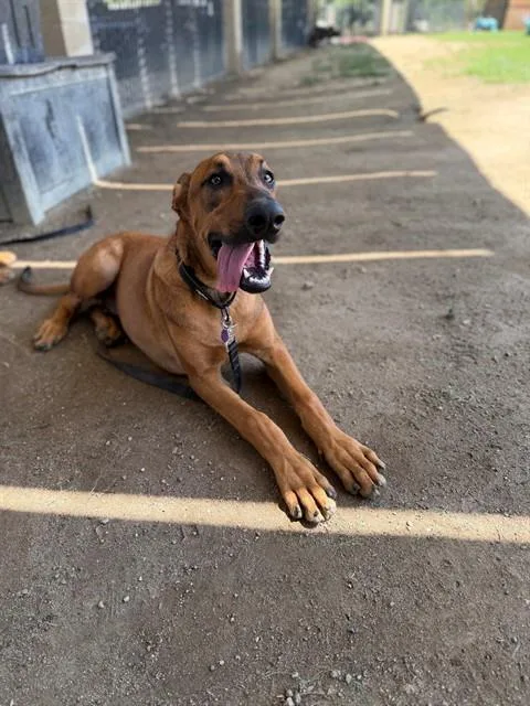 A young small-sized male Rhodesian Ridgeback dog named Miles for adoption in Riverside, CA