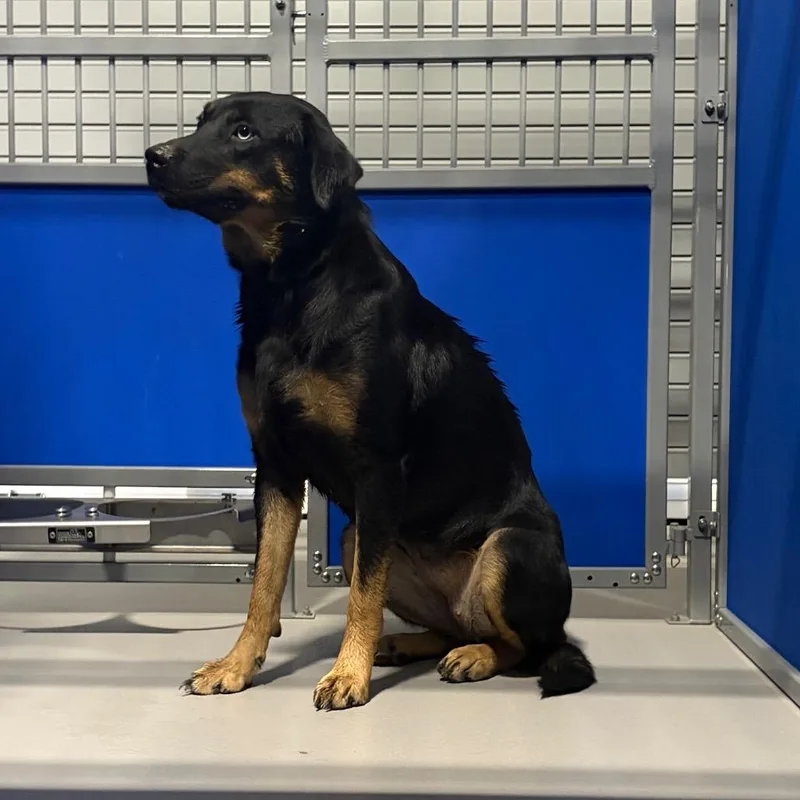 An adult medium-sized female Black Mixed Breed dog named Sunshine KCAC for adoption in Kerrville, TX
