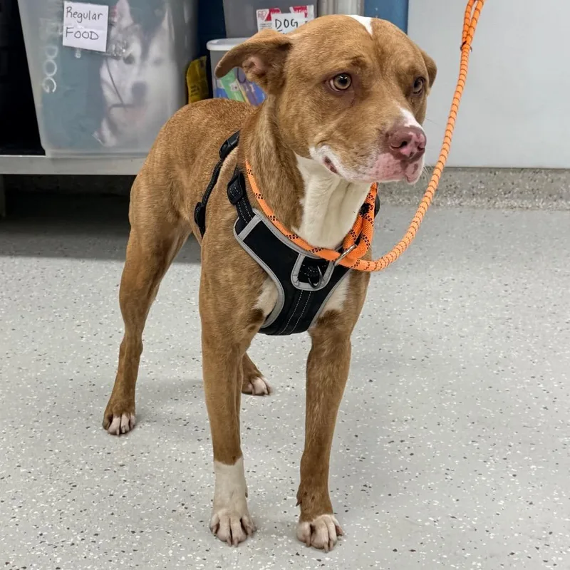 A young medium-sized female Brown / Chocolate Pit Bull Terrier dog named Reese's Cup for adoption in Indianapolis, IN