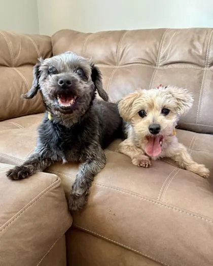 A senior small-sized female Yorkshire Terrier dog named Bella for adoption in Malvern, PA