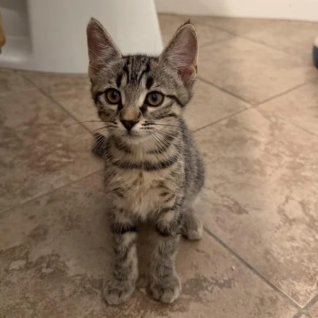A baby small-sized female Brown / Chocolate Domestic Short Hair cat named Honey for adoption in Temecula, CA